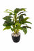 5 Real Touch Aglaonema Plant 4607 - CGASPL