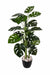 3 Head 21 Cut Leaf Plant 4631 - CGASPL