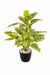 5 Real Touch White Pothos Plant 4608 - CGASPL