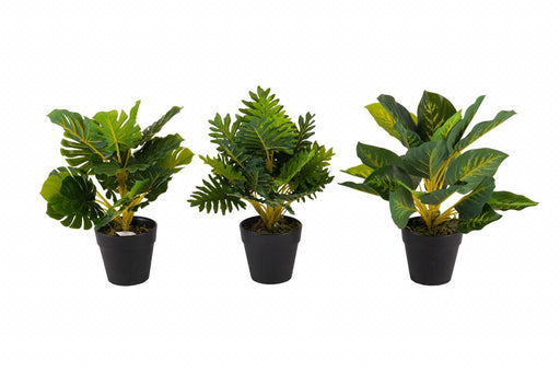 Artificial Diffen Bachia in Pot , Height -1 ft ( Pack of 6 Plants ) - CGASPL