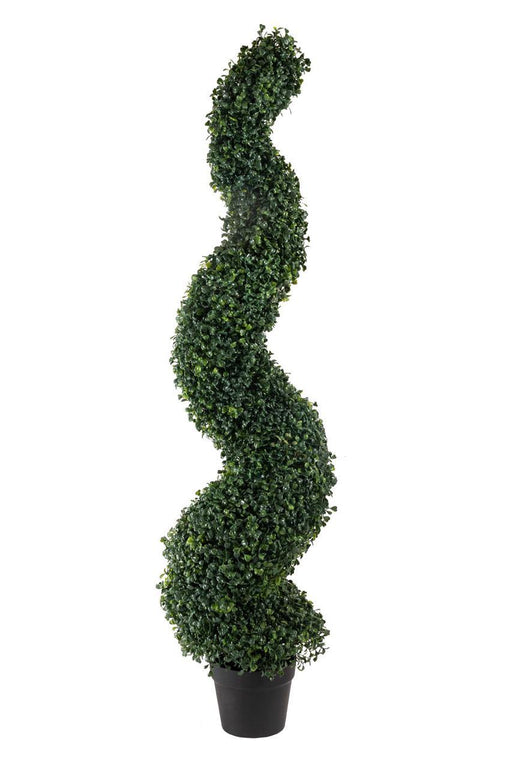 Spiral Boxwood Plant with pot , Height - 4 ft (Pack of 2 Plants) - CGASPL