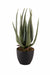16 Soft Aloe Vera in Pot 8026 / 3890 T - CGASPL