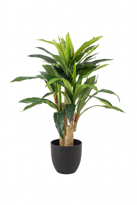 Artificial Real Touch 48 Dracenna in Pot , Height -3 ft (Pack of 2 Plants) - CGASPL