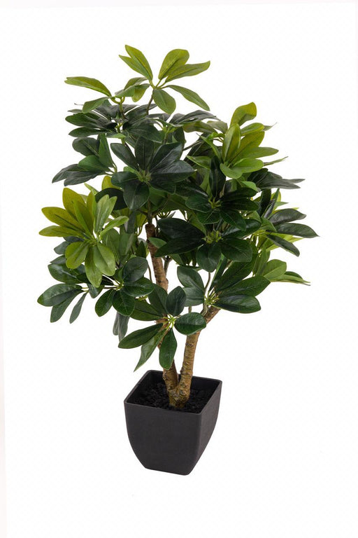 Artificial Real Touch Schefflera With Pot , Height -2 ft ( Pack of 2 Plants ) - CGASPL