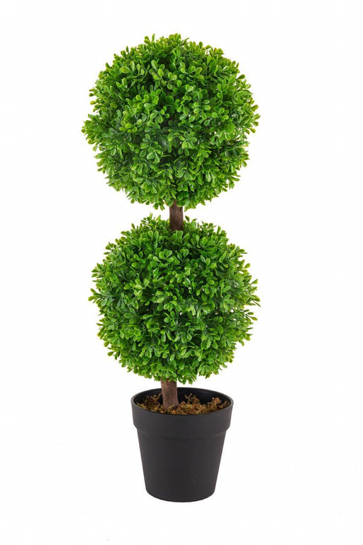 2 in 1 Small Boxwood Ball Plant 8052 - CGASPL