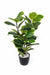 4 Stem Rubber Leaves Plant 4042 N - CGASPL