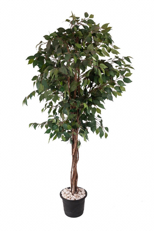 Artificial Ficus Tree in Wooden Bark ( Without Pot ) , Height -6 ft - CGASPL