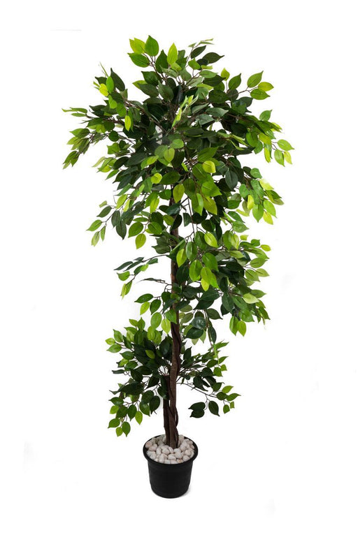 Artificial Green Ficus Tree in Wooden Bark ( Without Pot ) , Height -6 ft - CGASPL