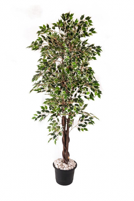Artificial Variegated  Ficus in Wooden Bark ( Without Pot ) , Height -6 ft - CGASPL