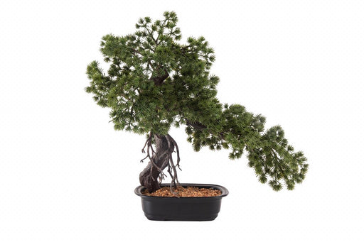 Artificial Japanese Pine Bonsai in Pot , Height -2 ft ( Pack of 2 Plants ) - CGASPL
