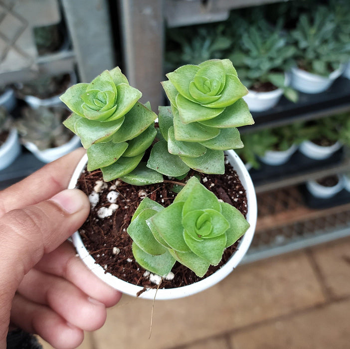 Crassula Perforata Green Ivory Towers Succulent Plant - CGASPL