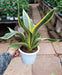 Sansevieria L Crooked Yellow Green Color Plant - CGASPL