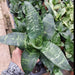 Sansevieria Hahnii Green Dwarf Plant - CGASPL