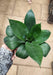 Sansevieria Trifasciata 'Jade Dwarf' Green Color Plant - CGASPL