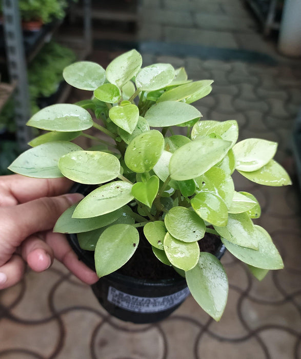 Peperomia Orba Variegated Plant - CGASPL