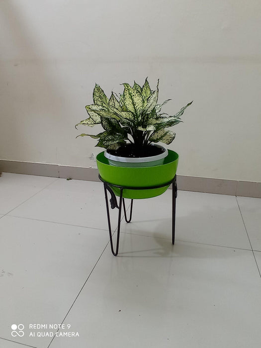 Single Pot Stand 10" - CGASPL