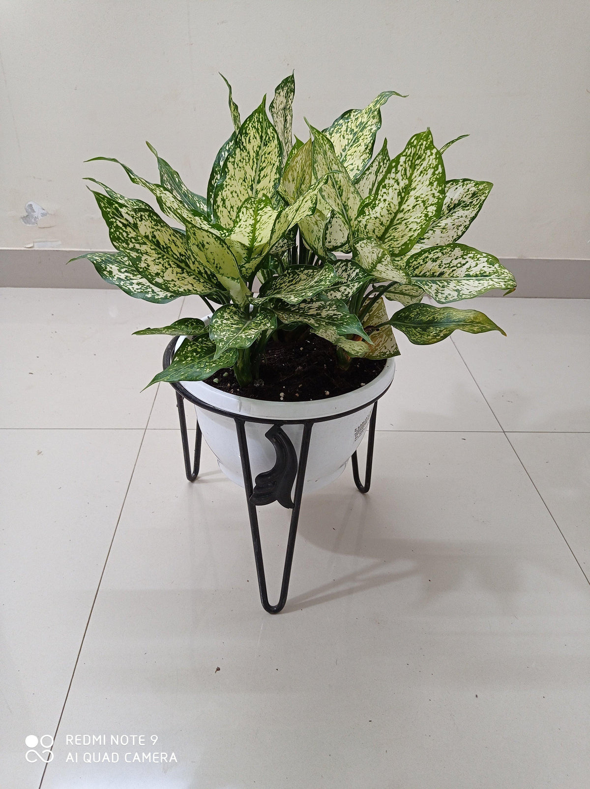 Single Pot Stand | Online Plant Pot Stand – ChhajedGarden.com