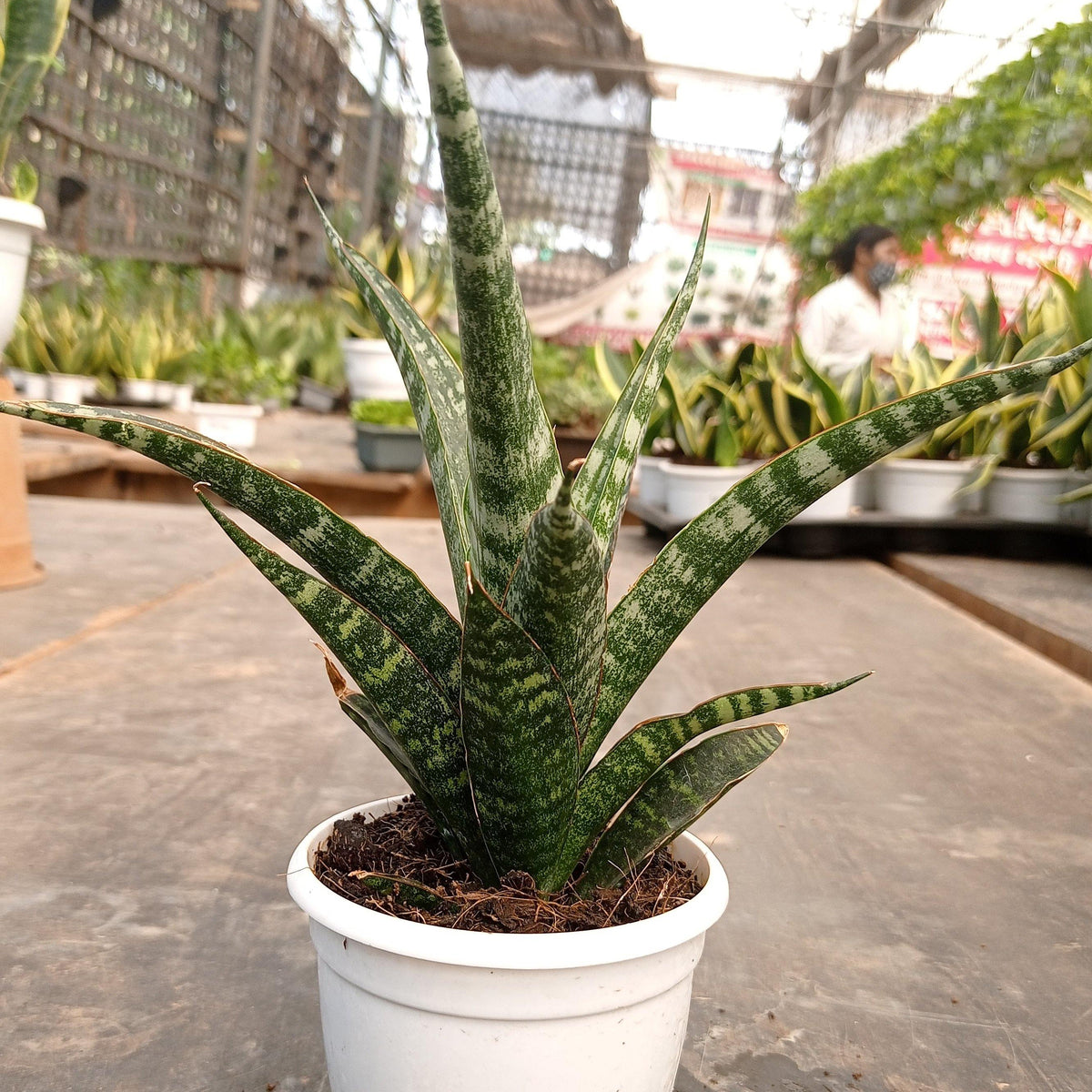 Buy Snake Plant Hybrid Tiger Online India