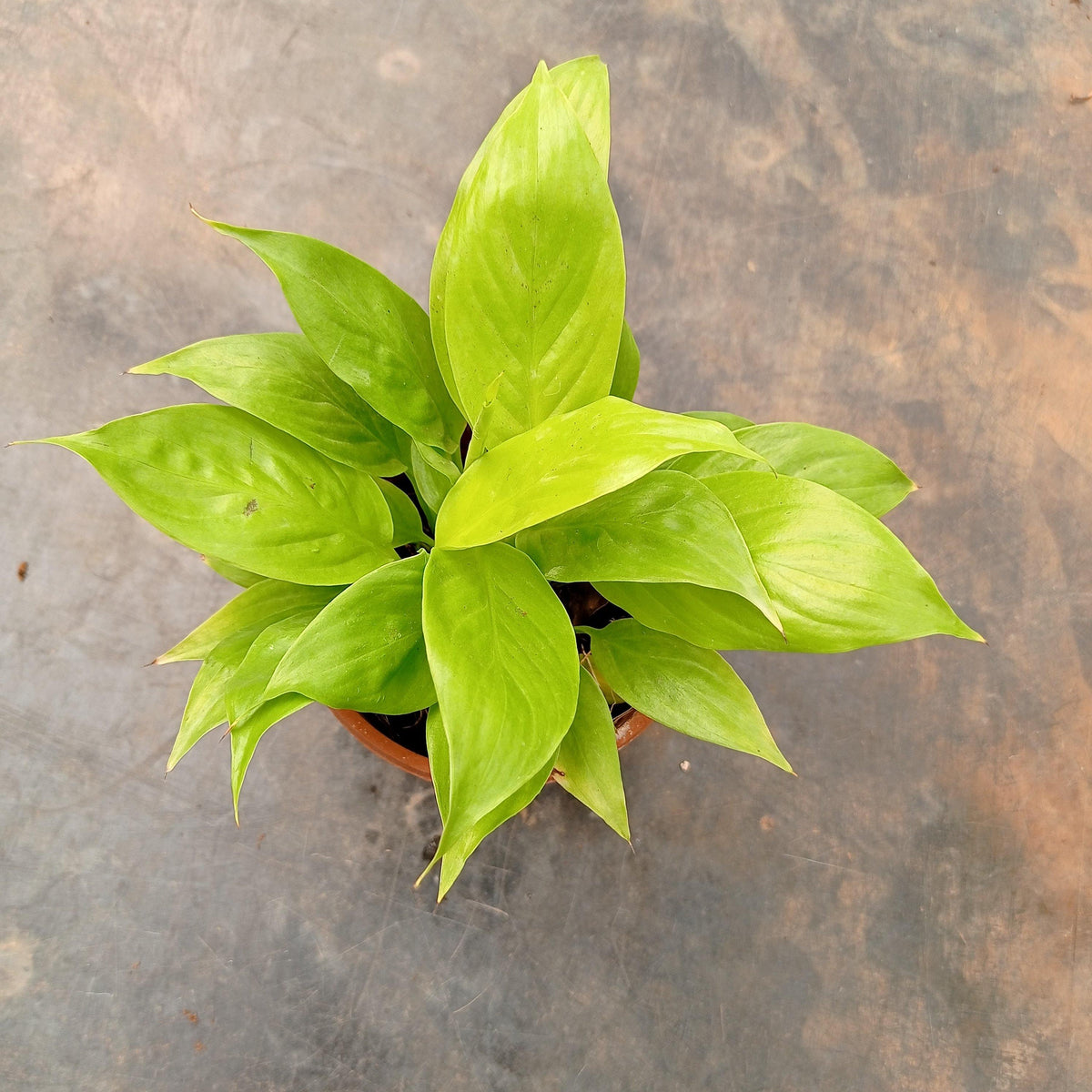 golden peace lily Peace Lily Golden Plant (Spathiphyllum)