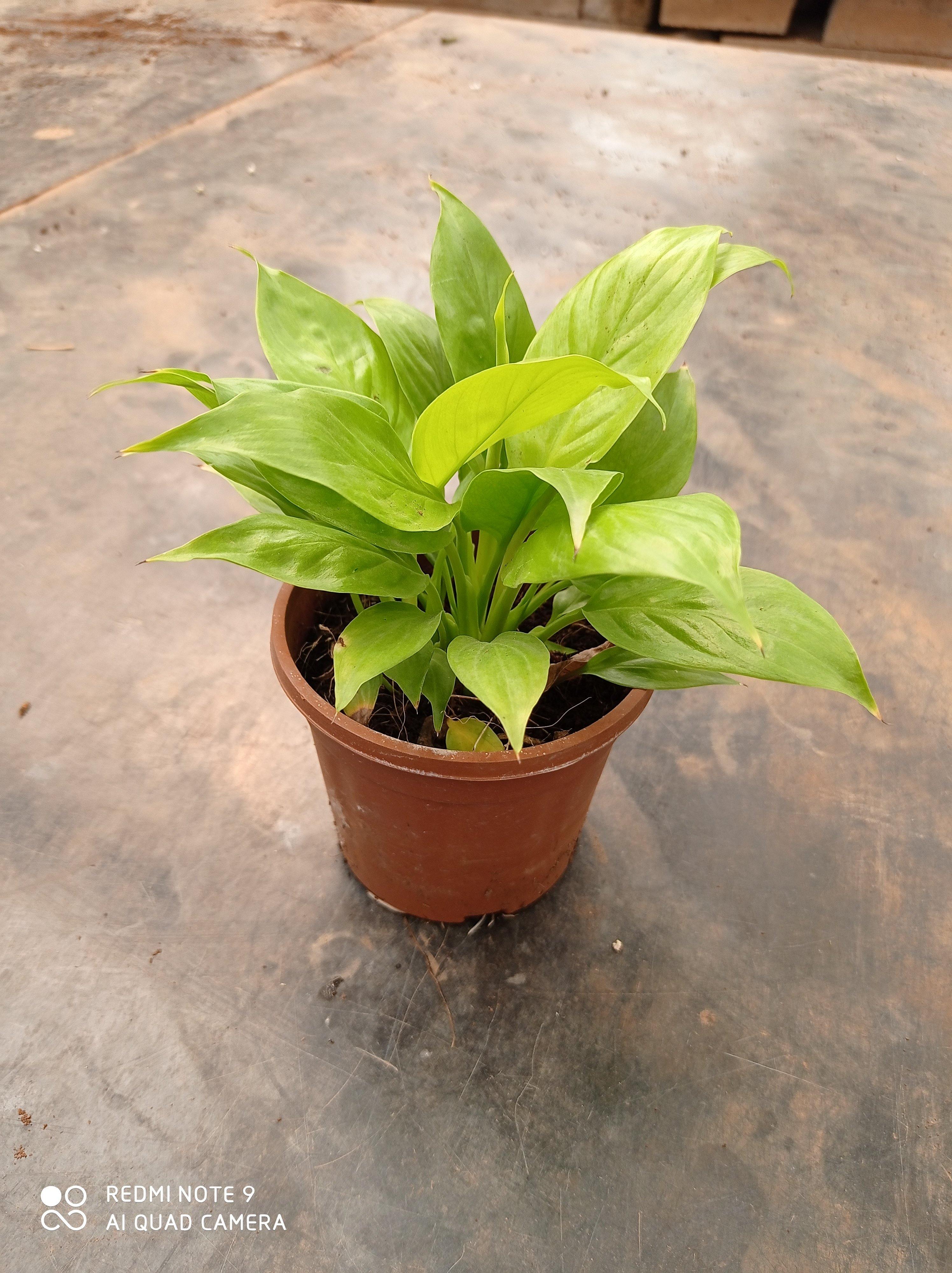 golden peace lily Peace Lily Golden Plant (Spathiphyllum)