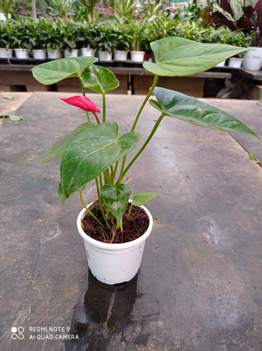 Anthurium Red Color Small Flowering Plant - CGASPL