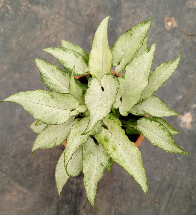 Syngonium White Green Color Plant - CGASPL