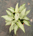 Syngonium White Green Color Plant - CGASPL