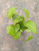 5 Indoor Plant Pack - Aglaonema Lipstick, Green Money plant, Syngonium Plant, Areca Palm, Peace Lily - CGASPL