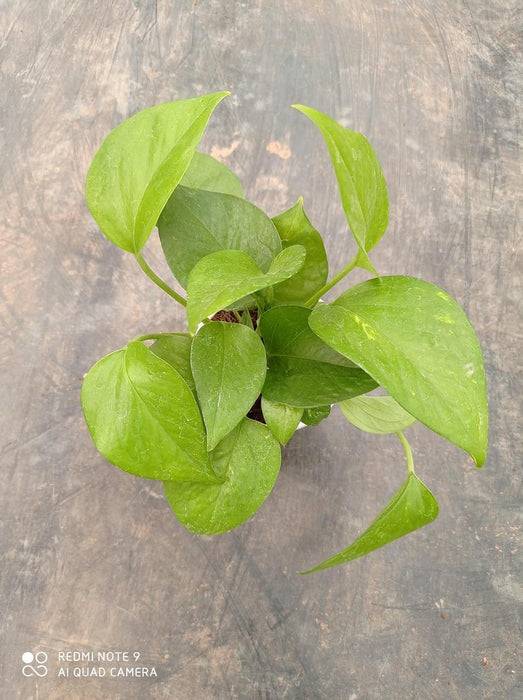 5 Indoor Plant Pack - Green Money Plant, Peace Lily, Spider Plant, Snake Plant, Syngonium Plant - CGASPL