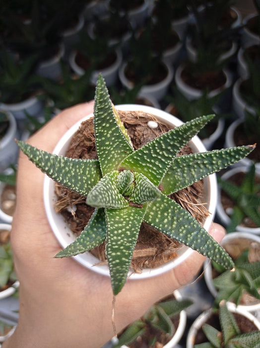 Aloe Flow Succulent Plant - CGASPL