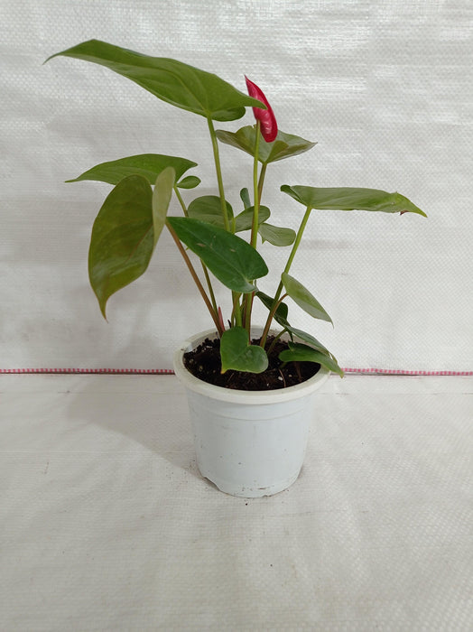 Anthurium Red Color Flowering Plant - CGASPL