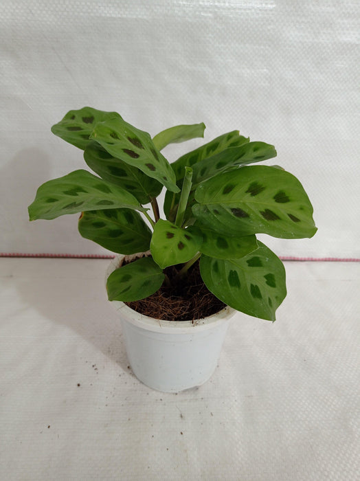 Calathea-Maranta Leuconeura Plant - CGASPL