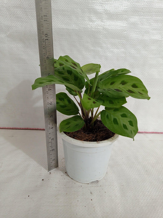 Calathea-Maranta Leuconeura Plant - CGASPL