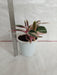 Tricolor Stromanthe Indoor Houseplant in India
