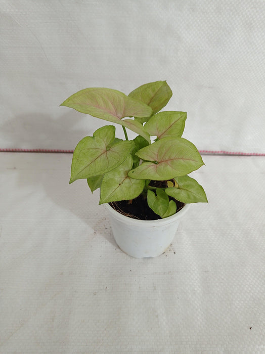 Syngonium Green Lemon Color Plant - CGASPL