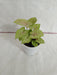 5 Indoor Plant Pack - Aglaonema Lipstick, Green Money plant, Syngonium Plant, Areca Palm, Peace Lily - CGASPL
