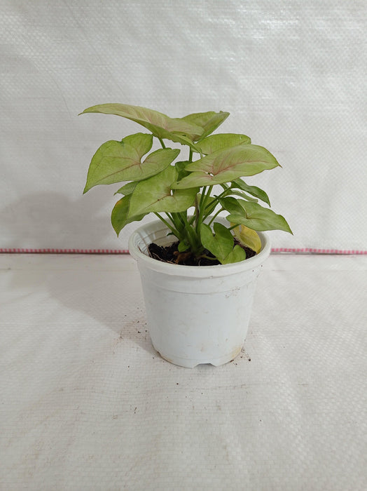 Syngonium Green Lemon Color Plant - CGASPL