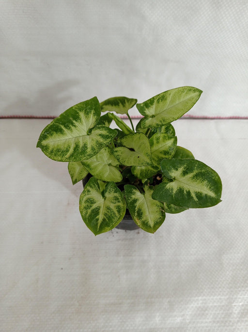 Syngonium Green White Plant