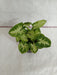 Syngonium Green White Plant