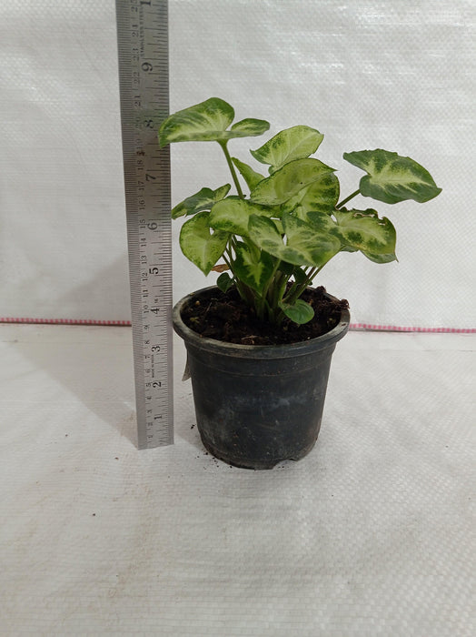 Syngonium Plant in 10 cm Pot