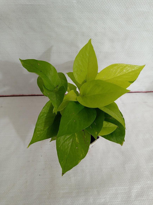 5 Indoor Plant Pack - Green Money Plant, Green Peace Lily, zz Plant, Snake Plant, Syngonium Plant - CGASPL