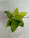 5 Indoor Plant Pack - Green Money Plant, Green Peace Lily, zz Plant, Snake Plant, Syngonium Plant - CGASPL