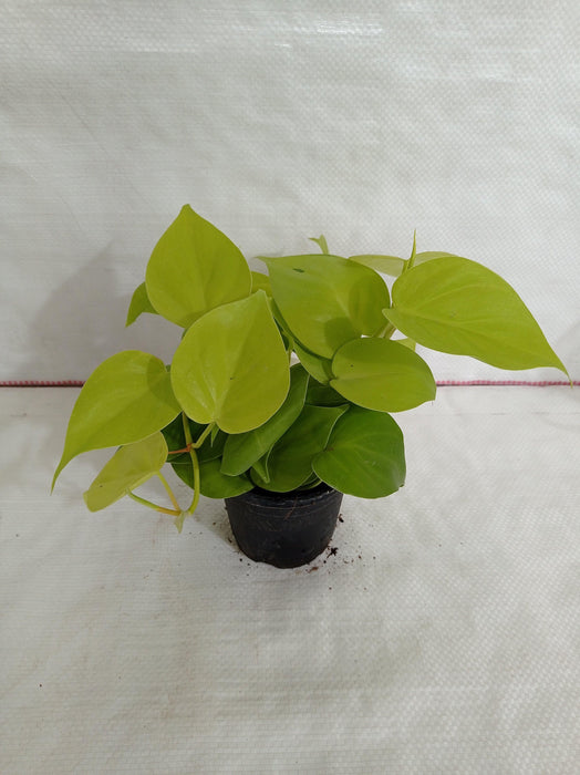 Philodendron Scandens Golden Plant - CGASPL