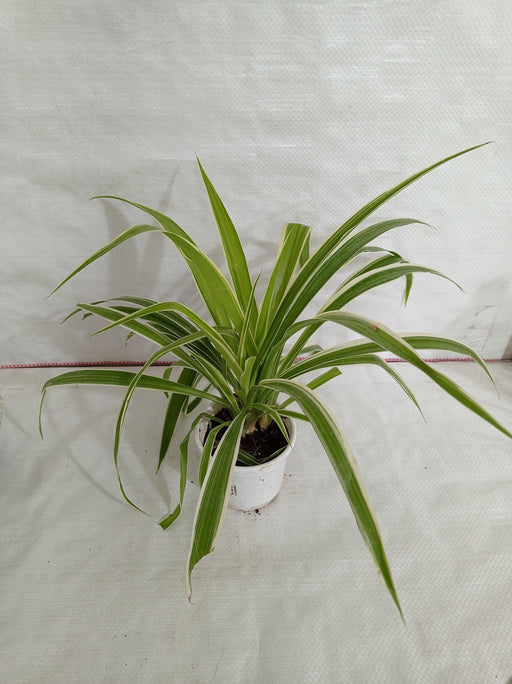 Chlorophytum Bichetii Green Color Plant - CGASPL