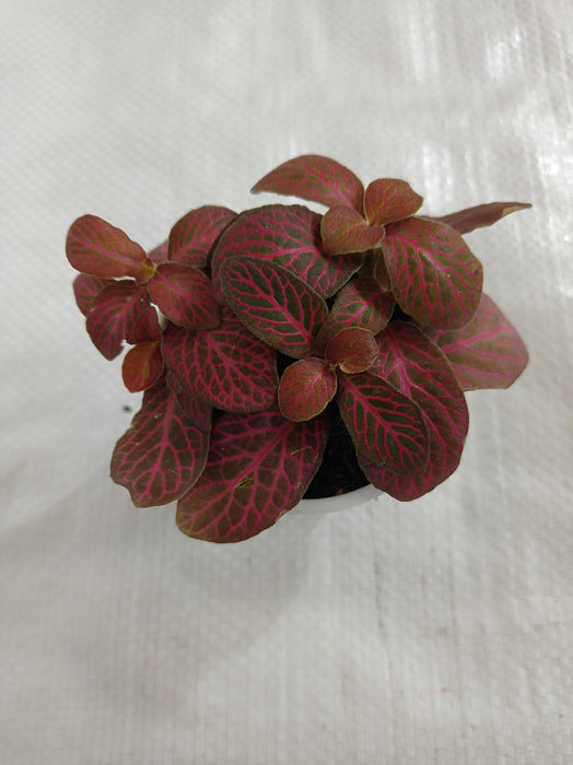 Fittonia Red Cloud Plant - CGASPL