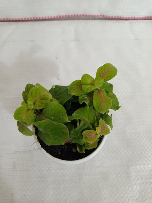 Fittonia 'Charlene' Green Plant - CGASPL