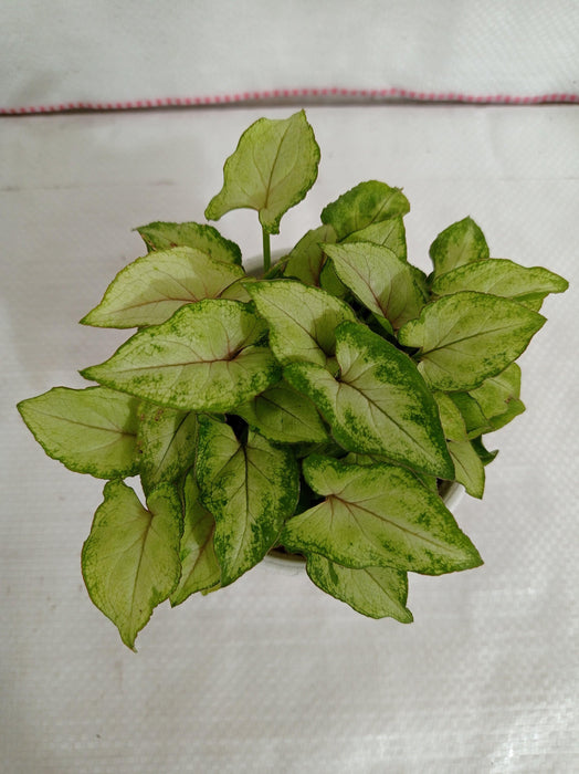 Syngonium Lemon Green Color Plant - CGASPL