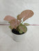 Syngonium Pink Color Plant - CGASPL
