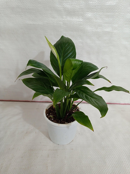 Peace Lily (Spathiphyllum) Green Plant - CGASPL