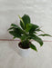 Peace Lily (Spathiphyllum) Green Plant - CGASPL